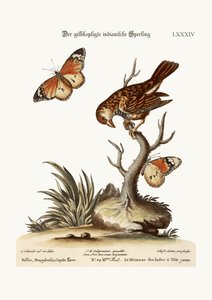 黄頭のインドスズメ、1749-73